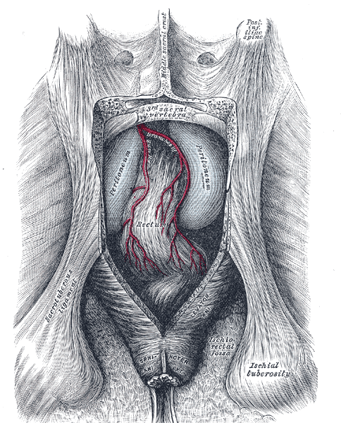 Le rectum vu de derrière, planche de l'anatomie de Gray (1918).