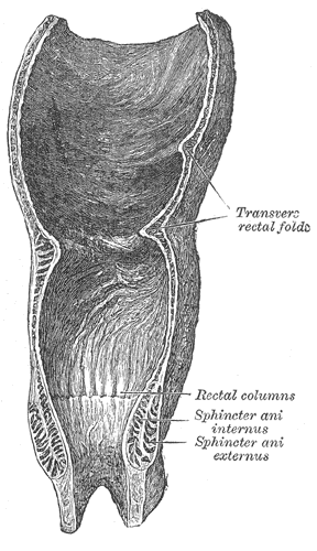 Coupe du rectum et du canal anal, planche de l'anatomie de Gray (1918).